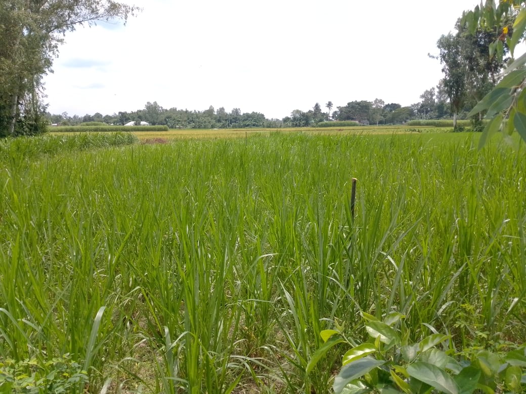  জমি বন্ধকের টাকা ফেরত চাওয়ায় হামলার অভিযোগ, নারীকে লাঞ্ছিতের দাবি