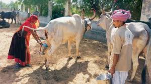 ভারতে গোমূত্র কিনছে সরকার, লিটারপ্রতি দাম ২০ রুপি